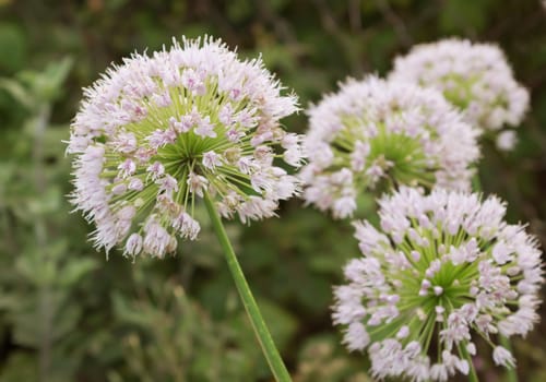 View beautiful of Onion flower stalks. Closeup in summer