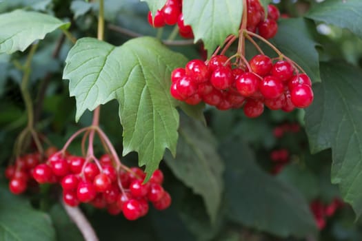 Scarlet berries viburnum on branches among foliage. August