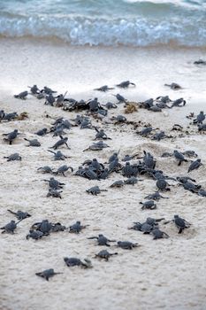 Turtle Hatchlings taking their first steps down the beach and into the ocean