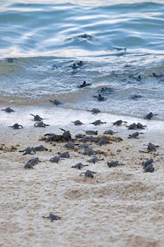 Turtle Hatchlings taking their first steps down the beach and into the ocean