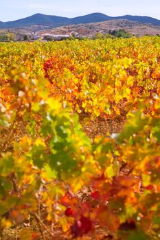Aragon Paniza autumn golden red vineyard in Carinena Zaragoza