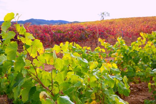 Carinena and Paniza vineyards in autumn yellow red Zaragoza Spain