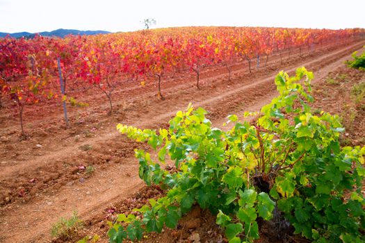 Carinena and Paniza vineyards in autumn yellow red Zaragoza Spain