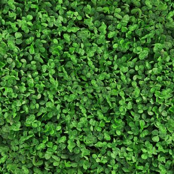 Green grass clover seamless texture