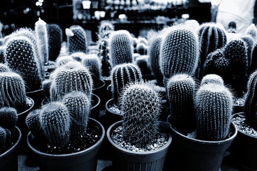 Cactus in pot and Several species of cactus in pots