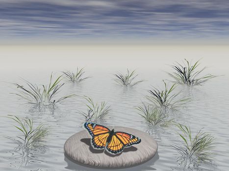 butterfly laid on a stone surrounded with water