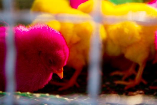 Colorful Chicks were sleeping in the cage.