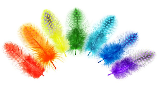 Guinea fowl feathers are painted in bright colors of a rainbow isolated on white background. collage 