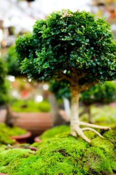 Bonsai trees in pots with Moss in nature