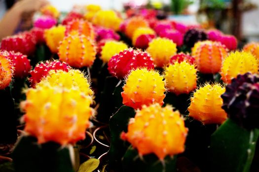 Cactus in pot and Several species of cactus in pots