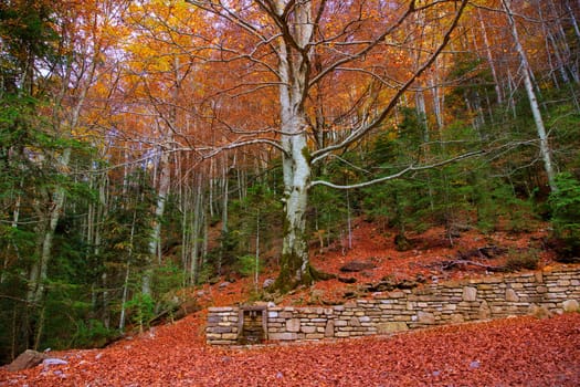 Autumn fall forest in Pyrenees Valle de Ordesa Huesca Spain