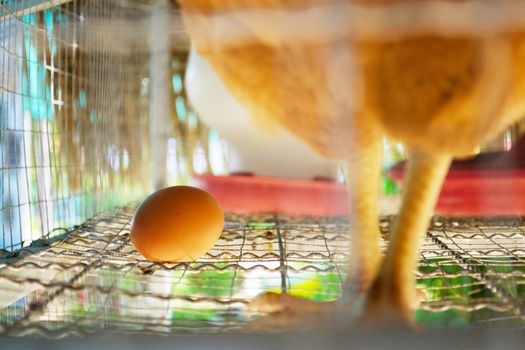 Eggs of hens in cages at farm