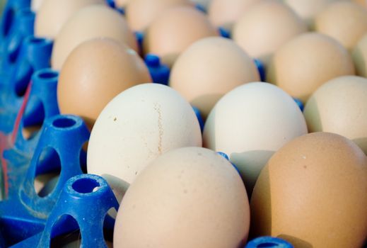 many eggs placed in the blue tray