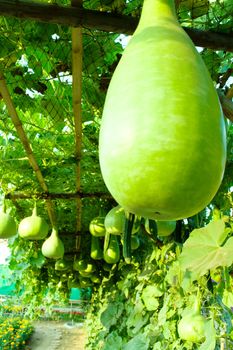 winter melon was hanging in the garden
