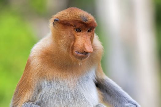 Proboscis monkey in the mangrove in Labuk Bay, Borneo