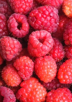 The raspberries close up as a background