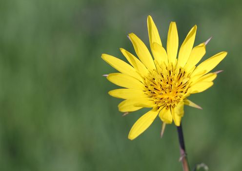 yellow dandelion flower close up spring season