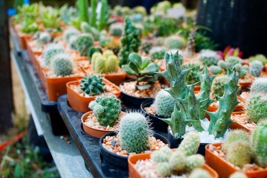 Cactus in pot and Several species of cactus in pots