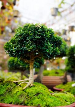 Bonsai trees in pots with Moss in nature