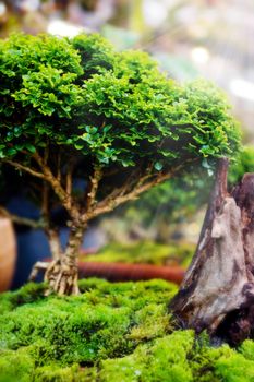 Bonsai trees in pots with Moss in nature