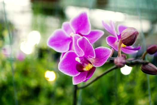 Purple orchid with green nature background