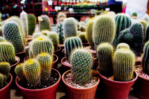 Cactus in pot and Several species of cactus in pots