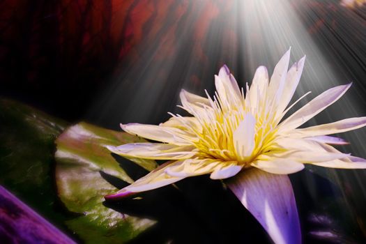White lotus blooming in the bathwith light beam