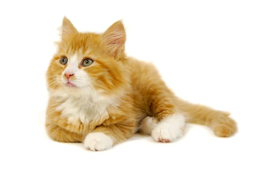 Sweet kitten is resting on a white background