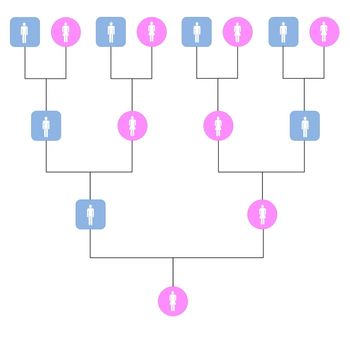 Symbolic family tree with pink females and blue males