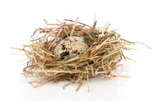 quail egg in nest isolated on white background