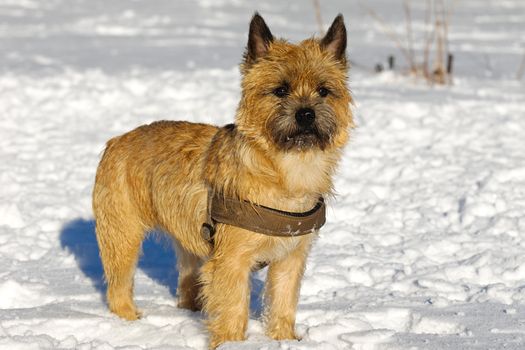 A dog is standing in the snow looking. The breed of the dog is a Cairn Terrier.