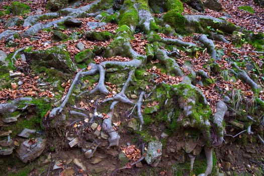 Autumn beech tree forest roots in Pyrenees Valle de Ordesa Huesca Spain