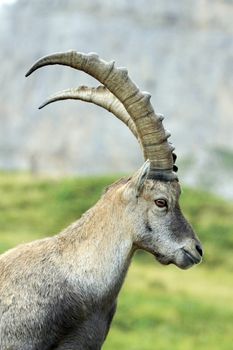 Male alpine ibex (capra ibex) or steinbock portrait in Alps mountain, France