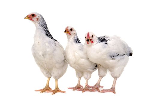 Chickens is standing and looking. Isolated on a white background.