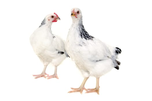 Chickens is standing and looking. Isolated on a white background.