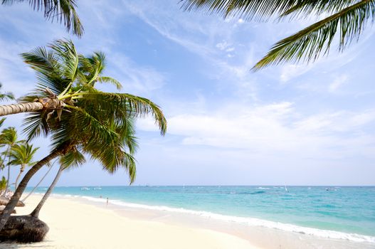 Beach with palm and white sand with the coast in the background. Dominican Republic.