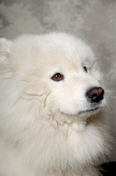 Samoyed dog with sad face