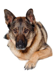 German shepherd dog is resting on a white background