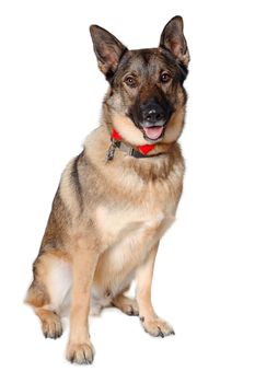 German shepherd dog is sitting on a white background