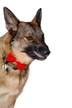 Angry german shepherd dog on a white background