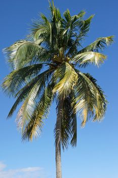 Coconut tree, Guadeloupe, Caribbean