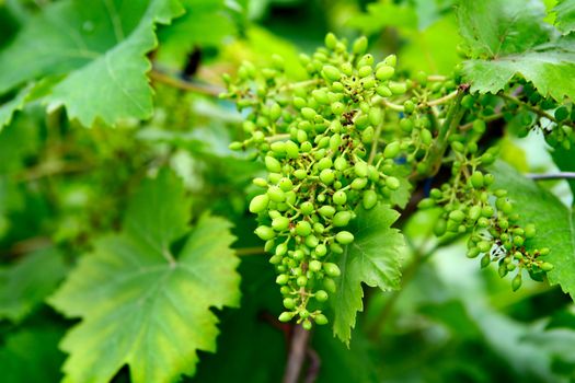 Bunch of the Young Grapes In a Garden Closeup