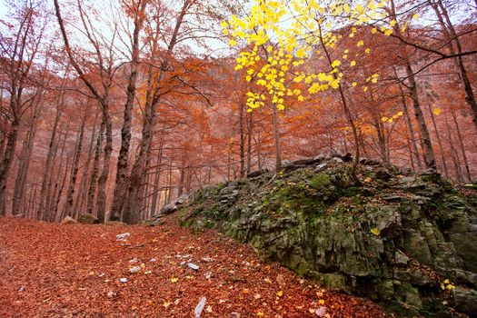 Autumn beech fall forest in Pyrenees Valle de Ordesa Huesca Spain