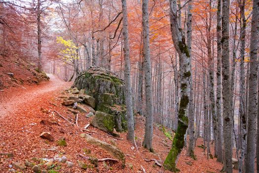 Autumn beech fall forest in Pyrenees Valle de Ordesa Huesca Spain