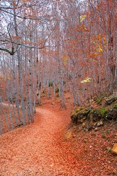 Autumn beech fall forest in Pyrenees Valle de Ordesa Huesca Spain