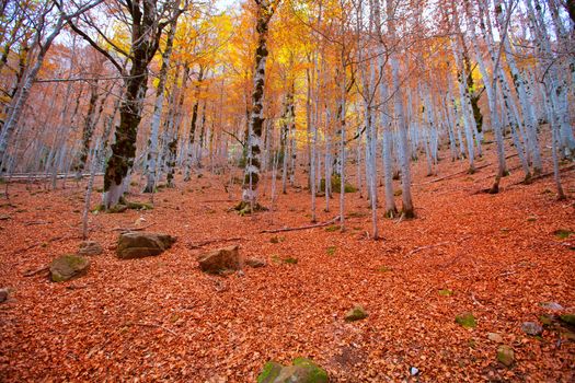 Autumn beech fall forest in Pyrenees Valle de Ordesa Huesca Spain