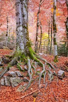 Autumn beech fall forest in Pyrenees Valle de Ordesa Huesca Spain