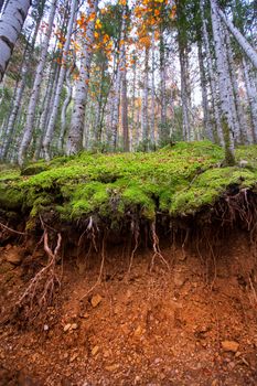 Autumn beech fall forest in Pyrenees Valle de Ordesa Huesca Spain