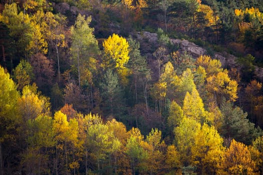 Autumn fall forest in Pyrenees Valle de Ordesa Huesca Spain