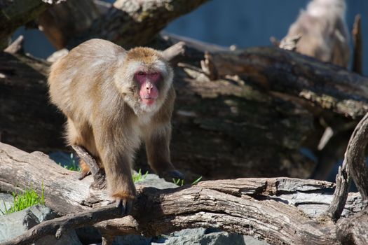 Macaque (Snow) Monkey's climbing on some logs 